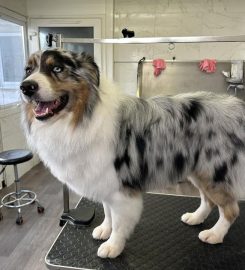 Diamond Dogs Grooming