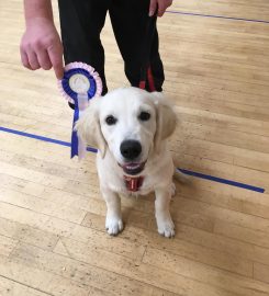 Puppy Education Solihull