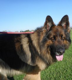 Acremead Boarding Kennels