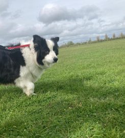 Acremead Boarding Kennels