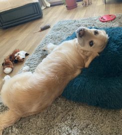 Dawn’s Doggy Adventures