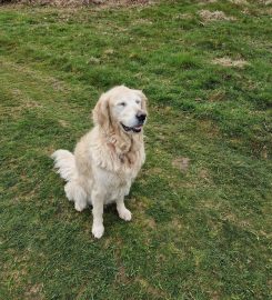 Friends For Pets (Wells and Shepton Mallet)