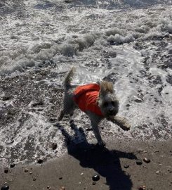 Dawn’s Doggy Adventures