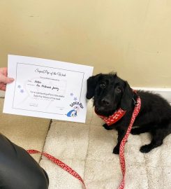 Puppy School Wakefield