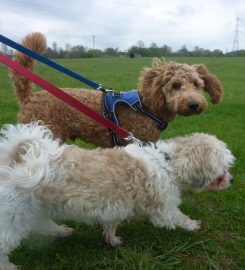 Acremead Boarding Kennels