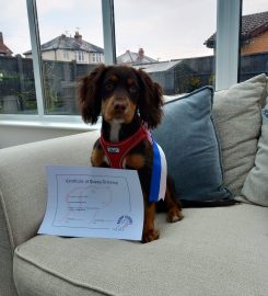 Puppy School Tenbury