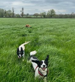 Friends For Pets (Newport)