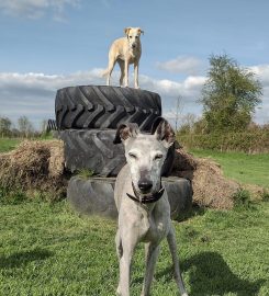 Happy Hounds Dog Training & Secure Dog Walking Fields