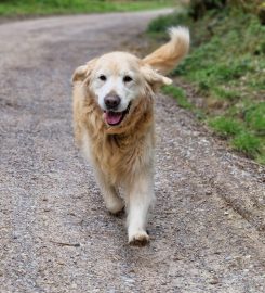 Friends For Pets (Wells and Shepton Mallet)