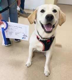 Puppy School Wakefield