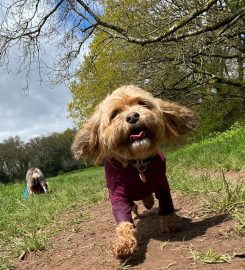 Friends For Pets (Cardiff)