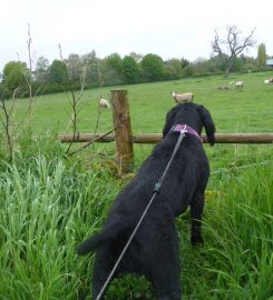 Acremead Boarding Kennels