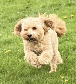 Dawn’s Doggy Adventures