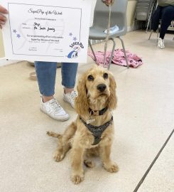 Puppy School Wakefield