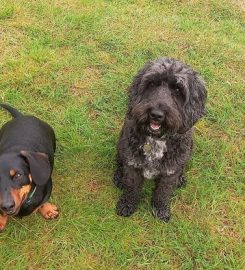 Friends For Pets (Penarth, UK)