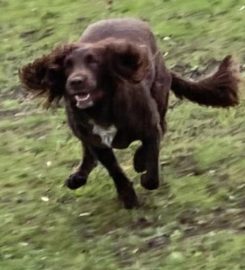 Dawn’s Doggy Adventures