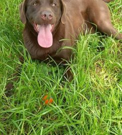 Friends For Pets (Penarth, UK)