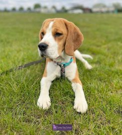 Surrey Dog School