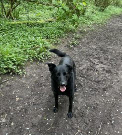 Friends For Pets (Penarth, UK)