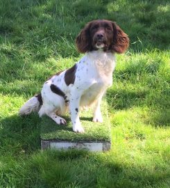 Thistlecrack Dog Boarding Kennels