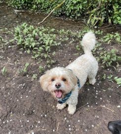 Friends For Pets (Penarth, UK)