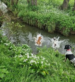 Friends For Pets (Wells and Shepton Mallet)