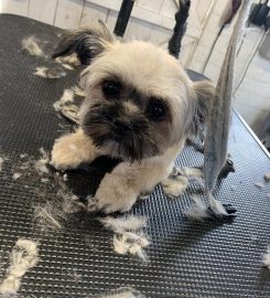 Dirty Fur Dog Grooming