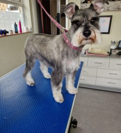 Paddy Paws Professional Dog Grooming