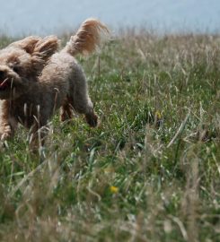 Bark and Stride