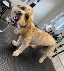 Dirty Fur Dog Grooming