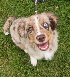 Puppy School Crystal Palace