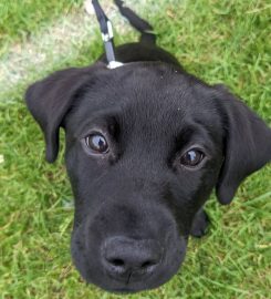 Puppy School Crystal Palace