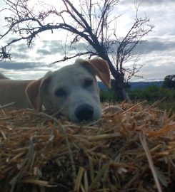 Happy Hounds Dog Training & Secure Dog Walking Fields