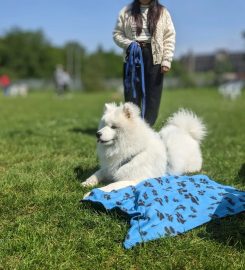 Puppy School Streatham