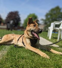 Puppy School Crystal Palace