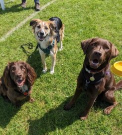 Puppy School Penge