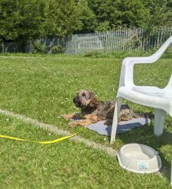 Puppy School Crystal Palace