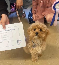 Puppy School Plymouth