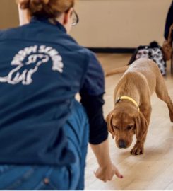 Puppy Education Solihull