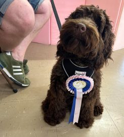 Puppy School Plymouth