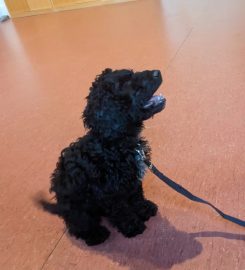 Puppy School Streatham