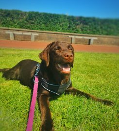 Puppy School Lancaster