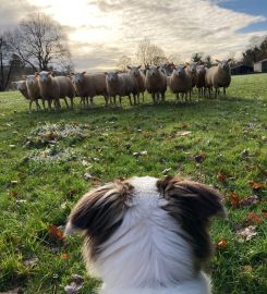 Puppy School Lancaster