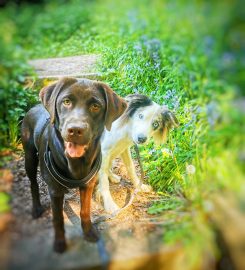 Puppy School Lancaster