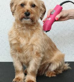 Doggie Style Grooming Salon