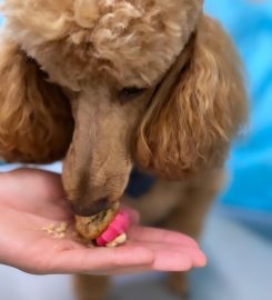 The Dog Father Dog Grooming Home Dog Boarding