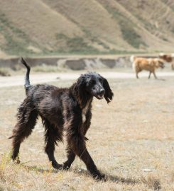 EDINBURGH DOG AND CAT BEHAVIOURIST