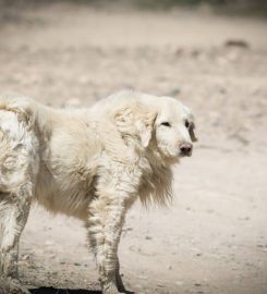 EDINBURGH DOG AND CAT BEHAVIOURIST