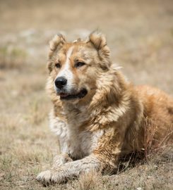 EDINBURGH DOG AND CAT BEHAVIOURIST