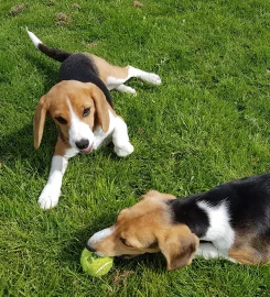 Willow Tree Country Kennels and Cattery